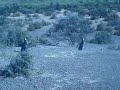 penguins