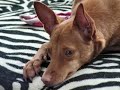 Podenco Love