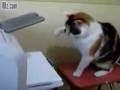 videos de Kitten Vs Printer