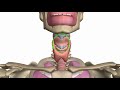 Larynx - Cartilages - 3D Anatomy Tutorial