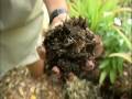 Neighbor-to-Neighbor Florida Friendly Landscaping: 4. Mulch