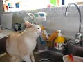 ??????????The cat which drinks water from a faucet ??????????The cat which drinks water from a faucet