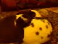 sooty-and-fluffee.html