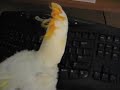 Topper vs. Keyboard Topper vs. Keyboard