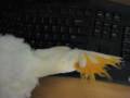 videos de Topper vs. Keyboard