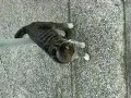 ????? Cat In Tomioka