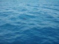 jr sailfish tournament