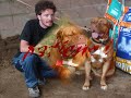 dogue de bordeaux my dogs