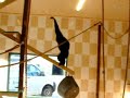 Siamang gibbons at Noah\