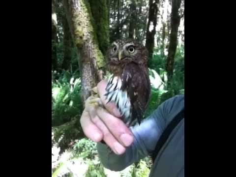 Pygmy Owl - The release of a captured female pygmy-owl in Forest Park , Portland, Oregon.