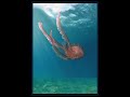 SPL & Geno Cochino - Medusa