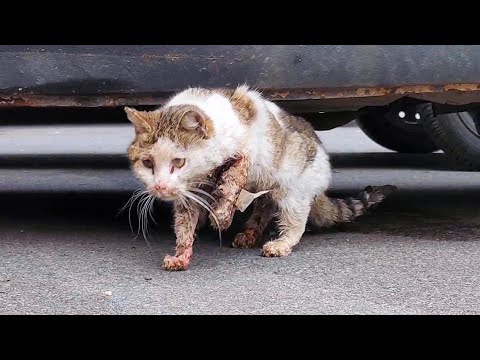 Cat Hit By A Car. Vets Want To Put Him To Sleep But He Wants To Live
