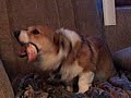 Neezer's Nom Nom Video