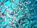 Pygmy seahorse in Anilao, Philippines