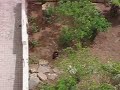 Ballon vs Cat 9