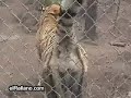 ataque de tigre inesperado