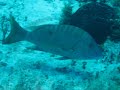 Cozumel Diving