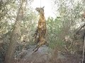 Maltrato Animal