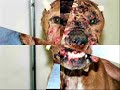Maltrato Animal