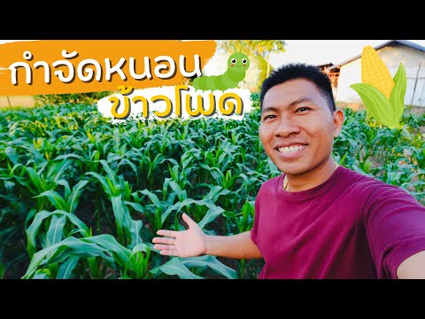 กำจัดหนอนข้าวโพดให้หายขาด! วิธีป้องกัน–กำจัด–ฟื้นต้นแบบไม่กลับมาอีก