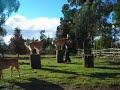 CARINAO TRAINING DOG TAKO LOBO SOUTH CHILE IN COUNTRY...