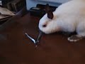 Rabbit vs nail clipper