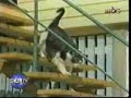 el gato mas  gordo del mundo