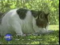 el gato mas  gordo del mundo