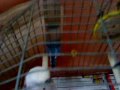Copito rap.MP4