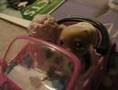 Littlest Pet Shop Does Barbie Girl