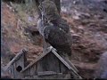 a big owl jumps on the water sprinkler in saint george utah. he really knows how to take advantage of this refreshing shower, filmed by charles wood.