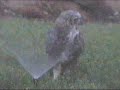The Funny Owl And The Water Sprinkler The Funny Owl And The Water Sprinkler
