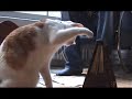 THE CAT AND THE METRONOME THE CAT AND THE METRONOME