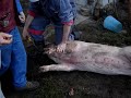 koline na kozjanskem