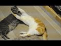 A SLIGHT DISAGREEMENT