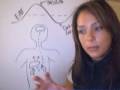 Cortisol and Your Six-Pack: Part I