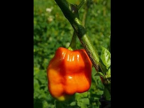 how to grow aji cachucha