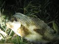 Belize Night Dive, trunk fish