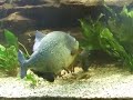 piranhas caribe fight piranhas caribe fight