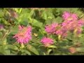 Hummingbird moth Hummingbird moth