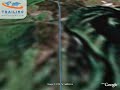 Birdwatchtour Narew nahe Wizna (Poland) - Birdwatchtour Narew nahe Wizna (Poland) -