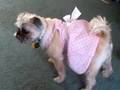 BURKAS 4 ISLAMADOG's $19.95