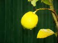 Fool's Garden – Lemon Tree