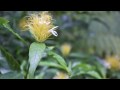 Flower of Costa Rica - http://bit.ly/cedLNE Video Presentation. Enjoy!