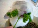 Plopp distracted by parsley