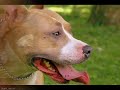 Chiens m�chants ou m�itres m�chant?