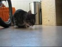 Guus met prooi! Guus met prooi!