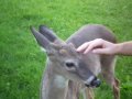 Deer Visit 2