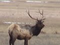 Elk Refuge at Jackson Hole Wyoming - lasers and antlers Elk Refuge at Jackson Hole Wyoming - lasers and antlers