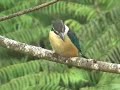 NZ Birds :: Kingfisher NZ Birds :: Kingfisher